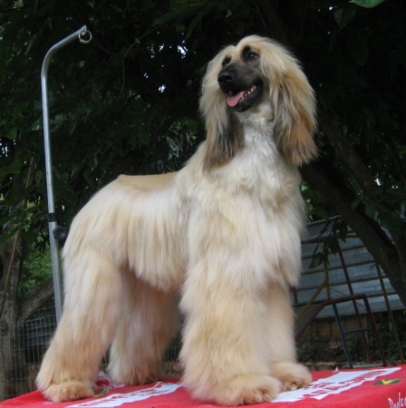 Açucena